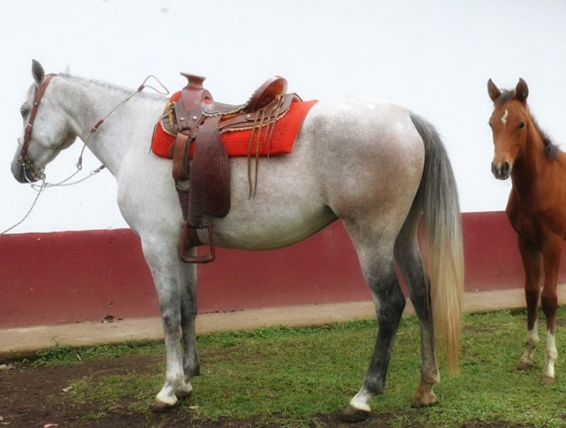 Nuestros caballos